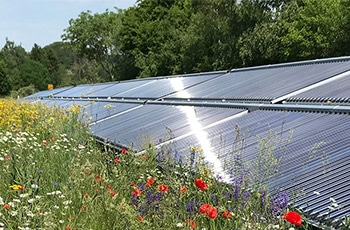 Ritter XL Solarthermiefeld in einem gelben Rapsfeld unter einem blauen Himmel